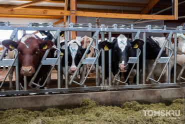 Томский фермер расширяет хозяйство с поддержкой государства