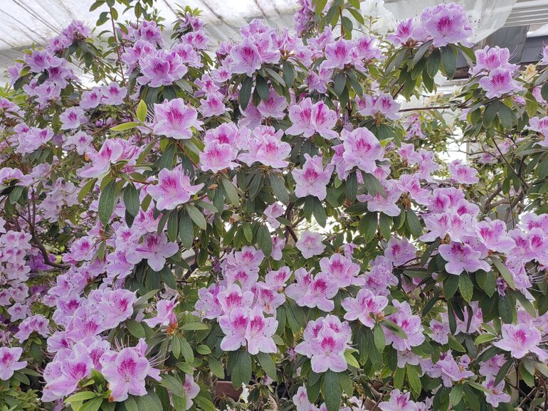 В Ботсаду ТГУ зацвела одна из крупнейших в России коллекций азалий