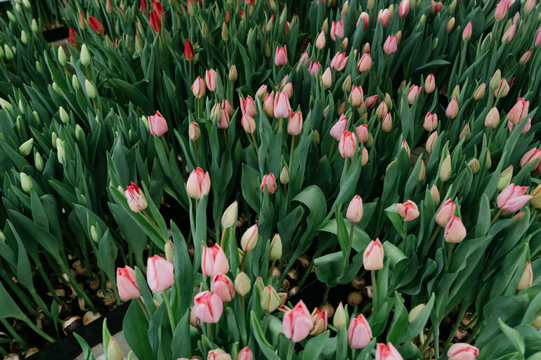 Международный женский день: движение протеста или праздник весны?