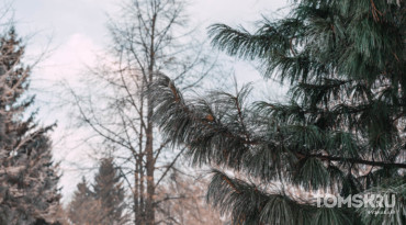 Кедровник в Некрасово под Томском вернули в госсобственность через суд