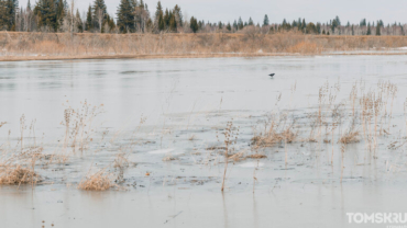 Ушайка упала на 50 см, Бурундук вошел в русло — паводковая ситуация в Томске