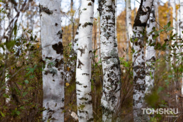 В Томской области лесничего приговорили к восьми годам колонии за взятку 5,4 млн
