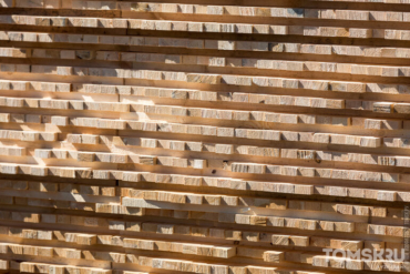 Грибы и жуки превратят 200 гектаров промзоны «Рускитинвест» под Асино в чистую землю