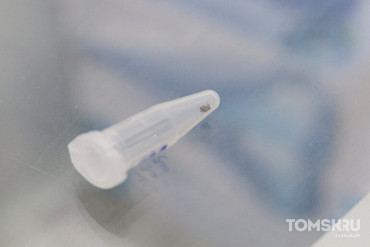 В Томске на борьбу с клещами выделят 3 млн рублей