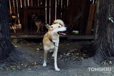 Бастрыкин потребовал доклад о нападении собаки на девочку под Томском