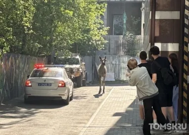 Лоси в центре Томска: очевидцы пытались поймать одного, но он убежал