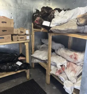 Браконьера с 15 мешками разделанных лосей задержала томская полиция