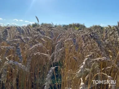 В Томской области стартовала уборка озимой пшеницы и чеснока