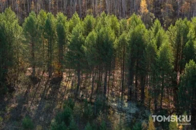 В Томской области вынесли приговор за вырубку леса на 5,9 млн рублей