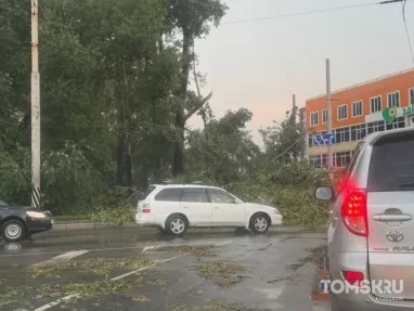 Упавшее из-за урагана дерево перекрыло Суворовское кольцо в Томске