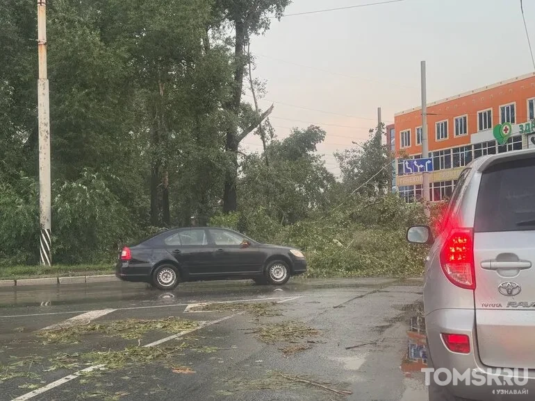 Упавшее из-за урагана дерево перекрыло Суворовское кольцо в Томске