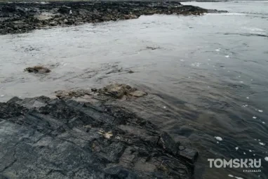 В Томь выпустят более 470 тысяч мальков ценных рыб
