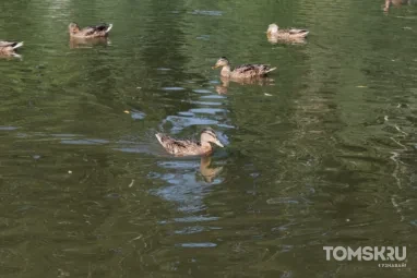 В Томской области начался сезон охоты на пернатую дичь с подружейными собаками