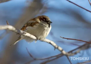 Томский орнитолог проведет лекцию о перелетных птицах