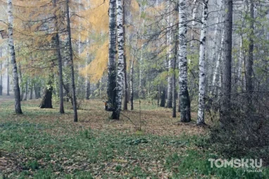 Популяция медведей в Новосибирской области выросла на треть за восемь лет