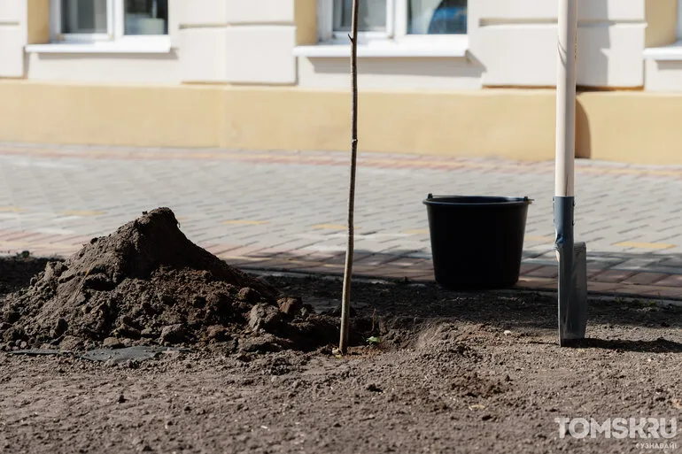 В центре Томска разбили рябиновую Аллею финансистов