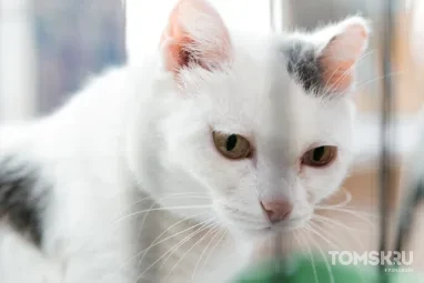 В Томске пройдет выставка-раздача котов