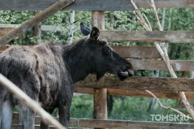 У лосей брачный период — в Томской области вырос риск ДТП с животными