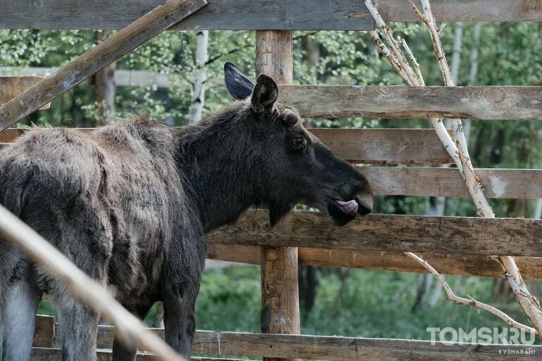 У лосей брачный период — в Томской области вырос риск ДТП с животными