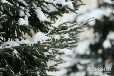 Заморозки до -2°С могут прийти в Томск 4-5 сентября