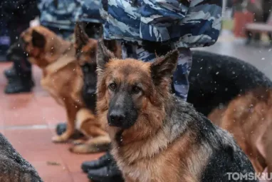 В кинологической службе томского УФСИН пополнение