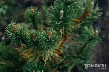 Как боролись с сосновым пилильщиком в припоселковых кедровниках Томской области в 2026 году?
