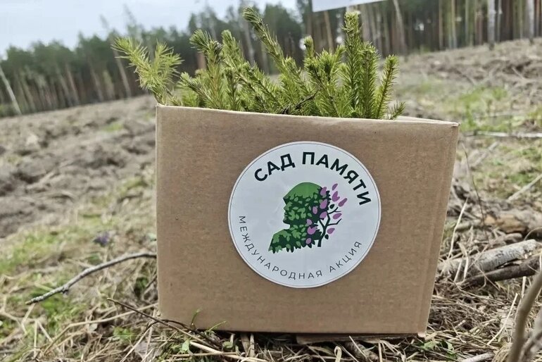 Томичи высадили 9 тысяч елей на акции «Сад памяти»