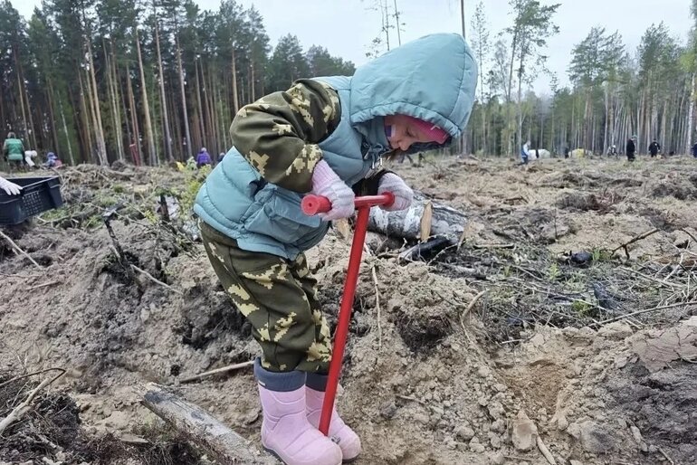 Томичи высадили 9 тысяч елей на акции «Сад памяти»