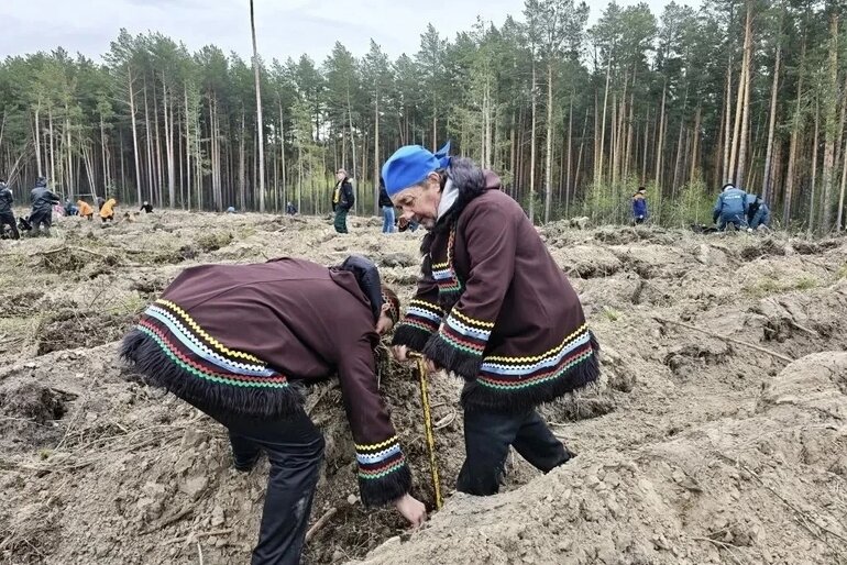 Томичи высадили 9 тысяч елей на акции «Сад памяти»